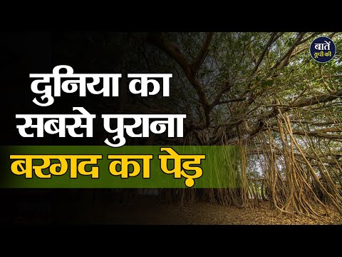 वीडियो: केबड़ के पेड़ कहाँ से आते हैं?