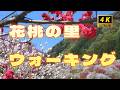花桃の里を一緒に歩きましょう。　桃の花が咲き誇る春の絶景を堪能　ピンクや赤・白の花が咲き誇る　ほのぼのとした桃の花の風景をお楽しみください
