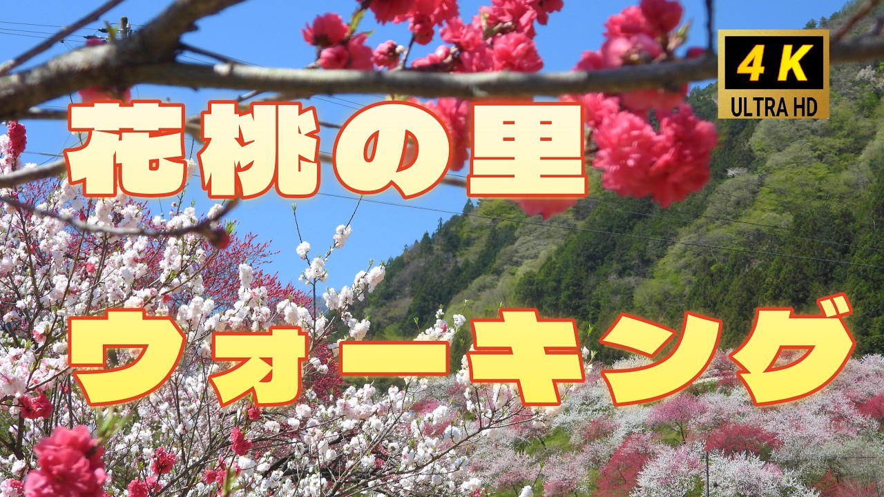 花桃の里を一緒に歩きましょう。　桃の花が咲き誇る春の絶景を堪能　ピンクや赤・白の花が咲き誇る　ほのぼのとした桃の花の風景をお楽しみください