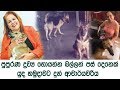 පුපුරණ ද්‍රව්‍ය හොයන්න බල්ලන් පස්දෙනෙක් යුද හමුදාවට දුන් ආචාර්යවරිය