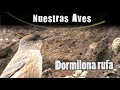 DORMIlONA RUFA - Serie Nuestras Aves