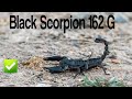Black Scorpion with 162 Gram weight/ Chiragh TV