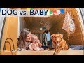 DOG vs. BABY | WHICH is HARDER for VAN LIFE?