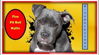 5 Pit Bull Myths jeff coltenback