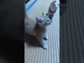 猫のお出迎え🐱🐈