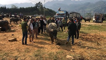 Ngắm trâu đẹp chợ phiên cốc ly