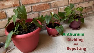 Anthurium Dividing and Repotting