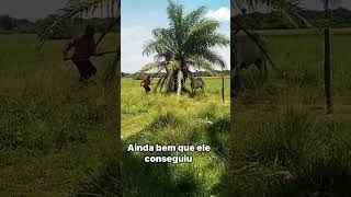 Vaca Brava Ataca Vaqueiro E Veja Como Lidar Com Ela