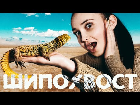 Черепаха без панциря. Содержание шипохвоста дома. 🦎