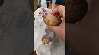 Grow Potatoes With Me How To Grow Potatoes