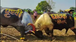 Full HD PRATHVI Vs GHATAK bullfight/Prithvi vs deadly bullfight Mandleshwar/Mandleshwar