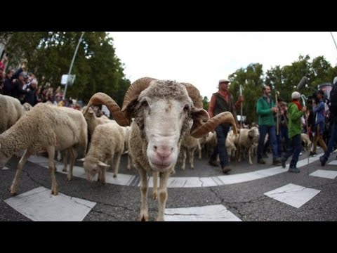 Video: Udhëtoni Për Në Spanjë