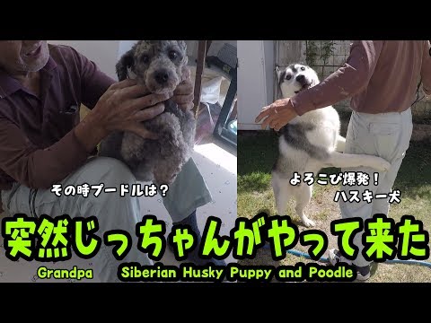 突然じっちゃんが来た!ハスキー犬とプードルは?Husky puppy and Poodle