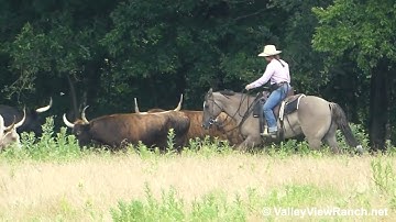 Apollo - working cows #1! - ValleyViewRanch.net