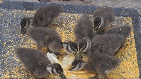 Merawat anak burung belibis wilis dari anakan