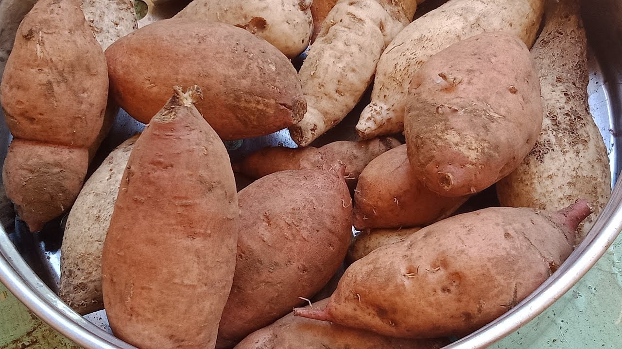 Harvesting My Sweet Potatoes - YouTube