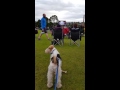 Bertie fox terrier enjoys Il Trovatore in Duthie Park