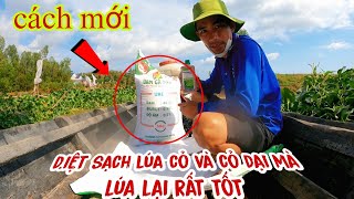 Làm cách này lúa cỏ và cỏ dại sạch trơn mà lúa lại rất tốt - lê chung vlog