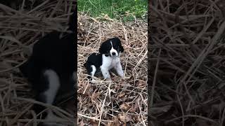 Puppy In The Prairie Grass part 2!! #shorts #puppy #adorable #springerspaniel #springer