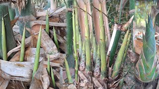 Wow... even with this drought, they're still sprouting! I was looking for bamboo shoots on March ...