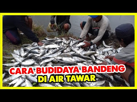 Bandeng Ikan Tawar