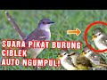 Suara Burung Ciblek Ribut Cocok Untuk Pikat Mp3 - Mp4 Download