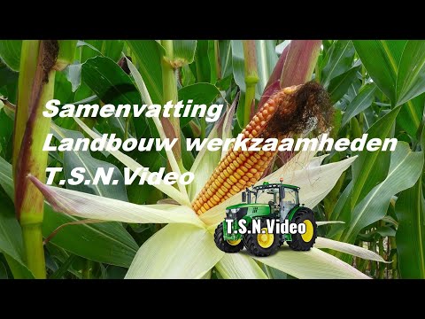 Video: Waarom Honingzwammen Groeien Op Oude Rotte Stronken