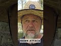 How we KEEP Our Hens SAFE From Predators