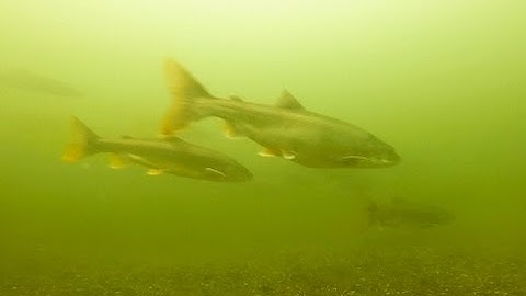 Schooling Lake Trout - Underwater Video - Lake Champlain