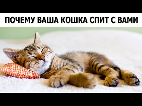 Вот почему кошки любят спать с нами в кровати