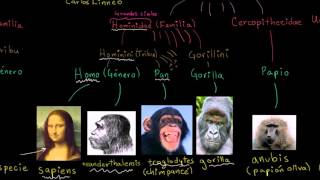 Taxonomy and the Tree of Life | Heredity and Evolution | Biology | Khan Academy in Spanish