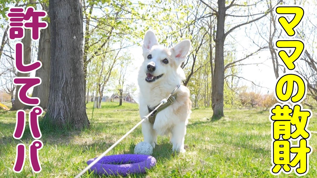 話題のあれ、買っちゃいました！！【ZV-E1】 - YouTube