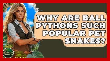 Why Are Ball Pythons Such Popular Pet Snakes? - Reptilian Wonders