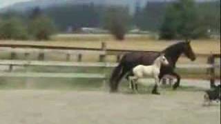2007 Lusitano Friesian Cross Colt
