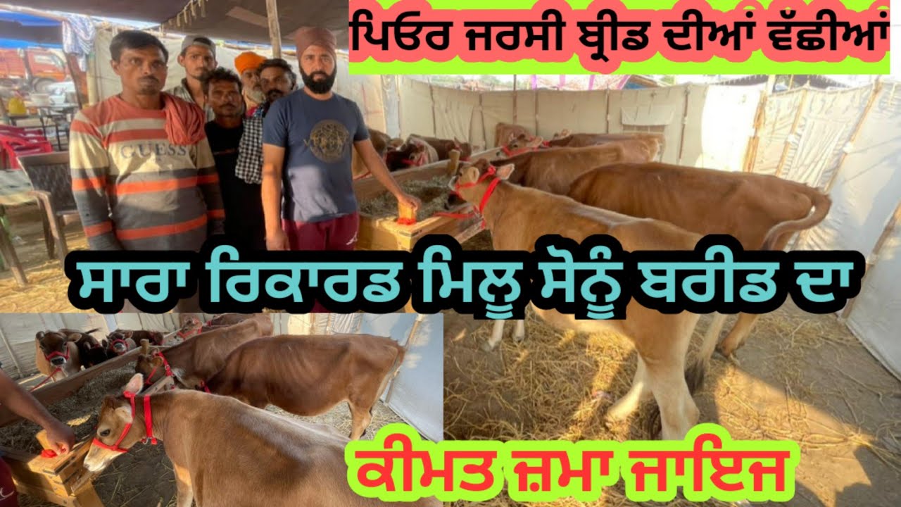 ਪਿਓਰ ਜਰਸੀ ਨਸਲ ਦੀਆਂ ਗਾਵਾਂ ਵੱਛੀਆਂ ਅੰਮ੍ਰਿਤਸਰ ਮੰਡੀ। जर्सी गाय अमृतसर दिवाली मंडी में । Sukhi Shergill