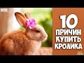 10 причин купить кролика - Интересные факты!