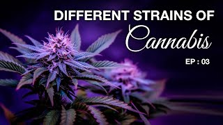 Different Strains of Cannabis | leafy Tales