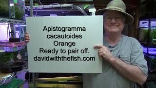 Apistogramma cacatuoides Orange Growing Out