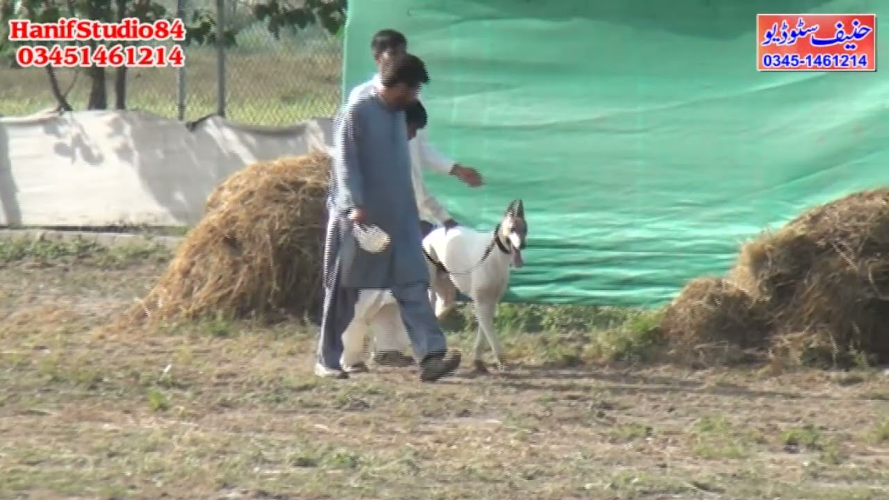 19 March 2021 (16to29)dors phalia club coursing race