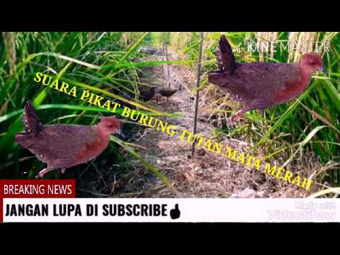 Suara pikat burung tututan burung sawah 