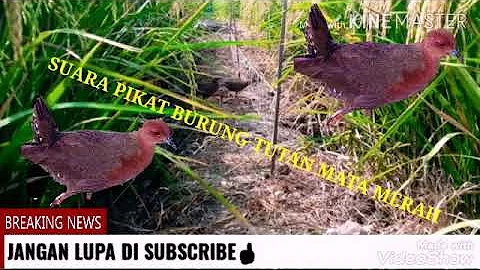 Suara pikat burung tututan burung sawah