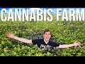 Cannabis Farm Vlog: Private Reserve Gardens