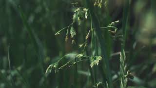 Relaxation Music - Green Grass