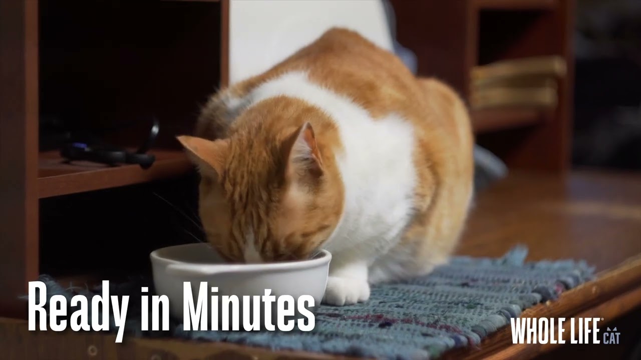 Whole Life  Pet Chicken and Rice Cat Food For Stomach Distress