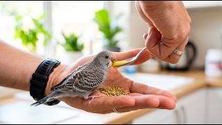 I Finally Got My Rare Gray Budgie to Eat from My Hand! screenshot 5
