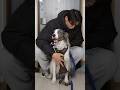 犬と二人暮らし30歳会社員#会社員 #ボーダーコリー