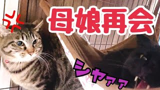 2年ぶりの猫母娘再会で喧嘩が始まってしまいました