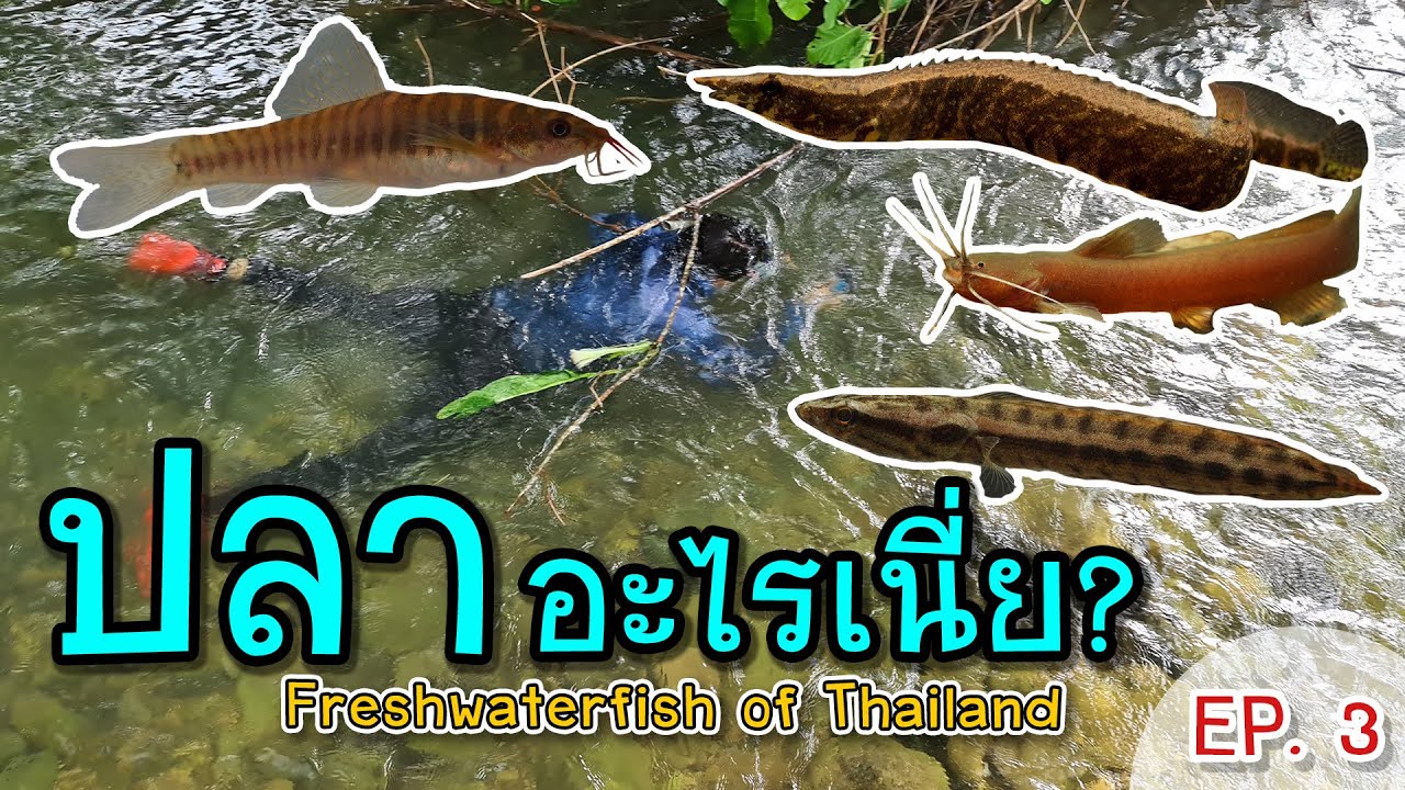 ดูปลากับพาทิศ EP.3 สำรวจปลาวังตะไคร้คลองมะเดื่อ จ.นครนายก กับน้องกาย Freshwater fish of Thailand