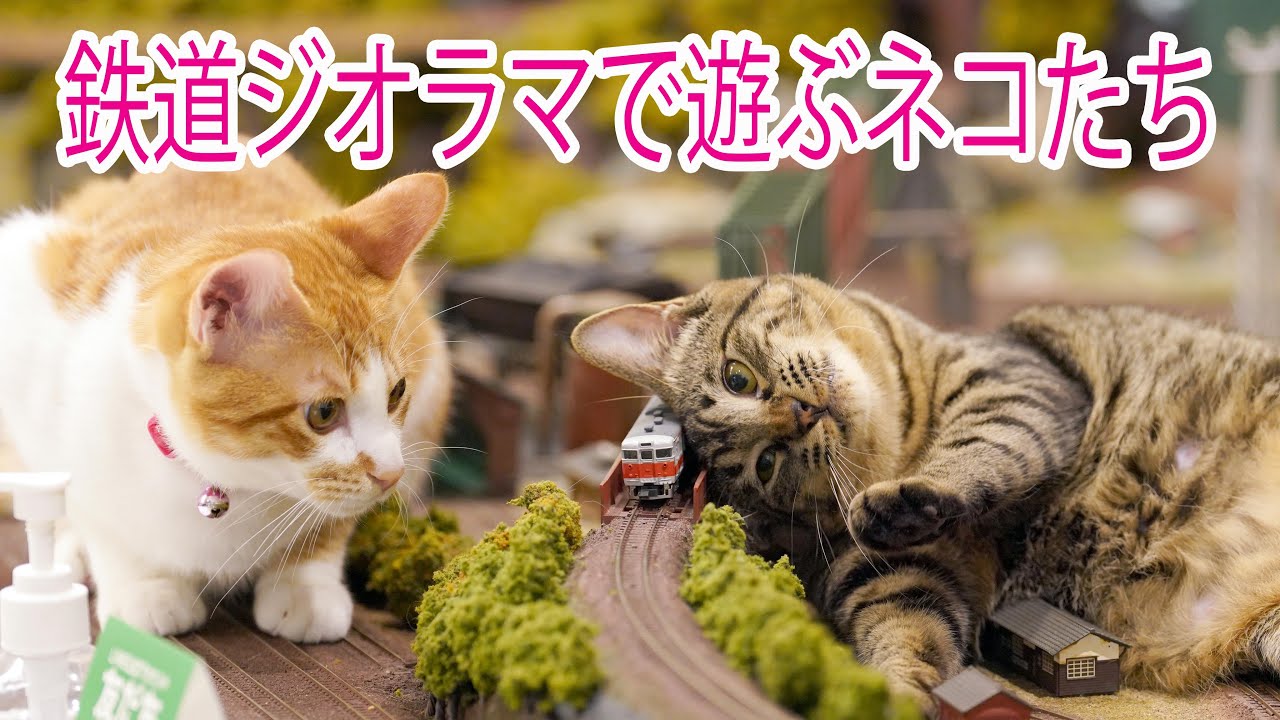 ｆ*様 猫舎道楽堂本舗 ジオラマ 7点セット 楽天市場】招き猫 猫舎本舗の通販