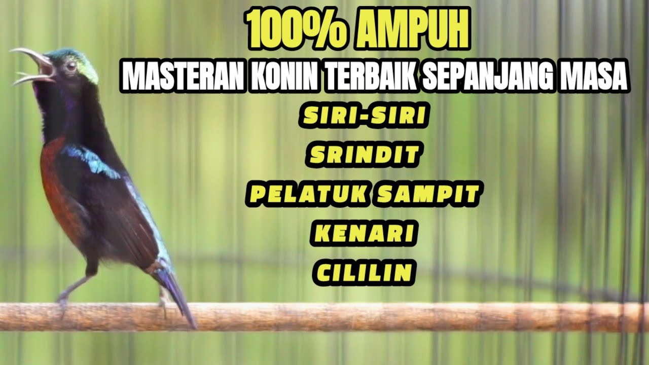 KONIN GACOR AMPUH BUAT TERAPI KOLIBRI NINJA AGAR IKUT GACOR